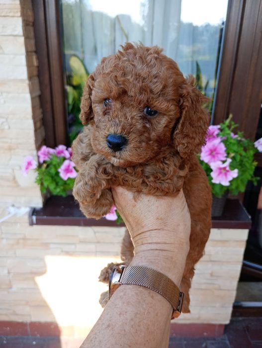 Pudel toy/miniaturka suczka z rodowodem kolor red,wyprawka