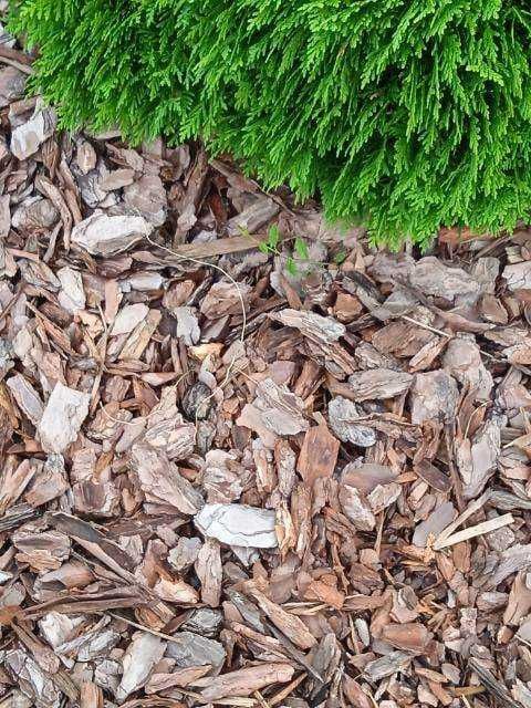 Kora sosnowa sortowana średnia ozdobna ( od 2 do 5cm)