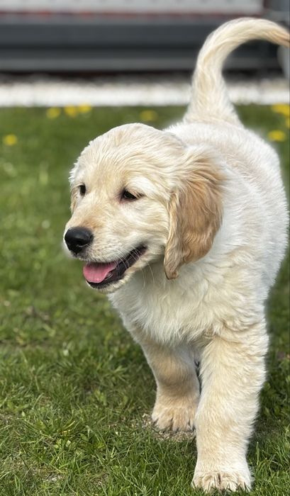 Golden Retriever