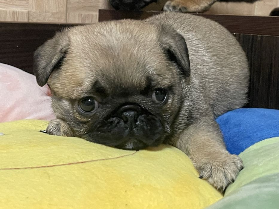 Мопс цуценята абрикосового рідкісного окрасу і бежеві. КСУ