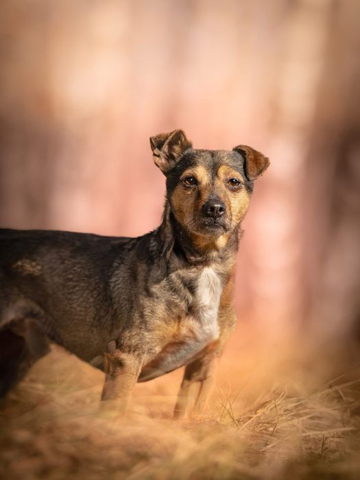 Mały wrażliwy uroczy Minio do adopcji