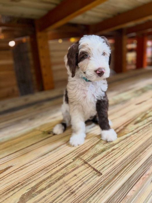 Lindo cachorro Goldendoodle