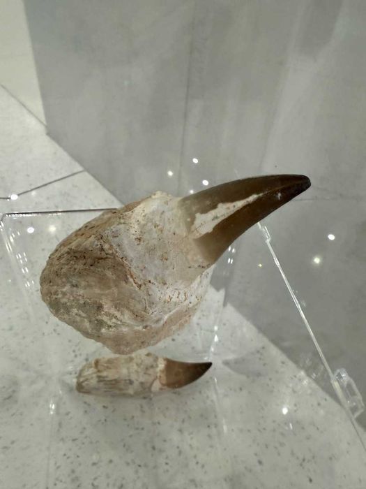 Prawdziwe zęby dinozaura Mosasaur Mozozaur Gigant