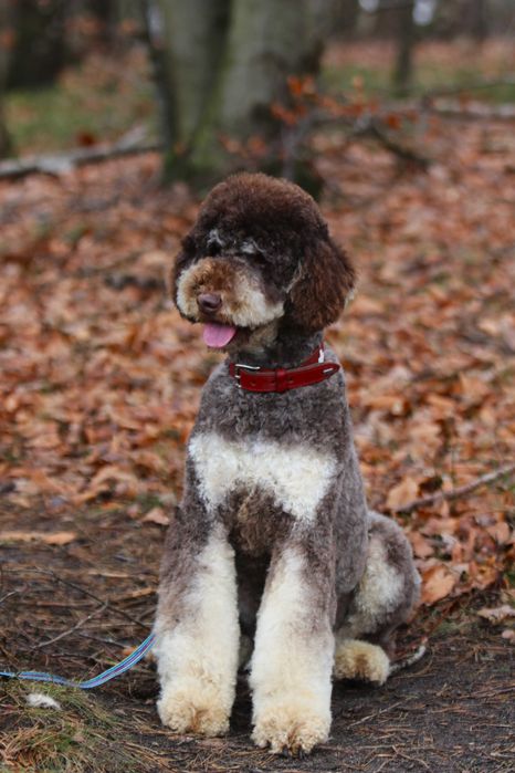 Choco Tan Poodle duży Pudel królewski Samiec 1,5 roku Filmik