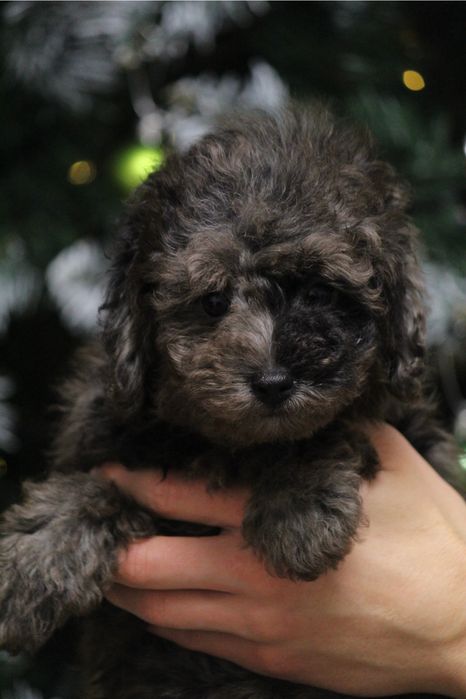 Мраморный щенок ,мерле мальчик мальтипу