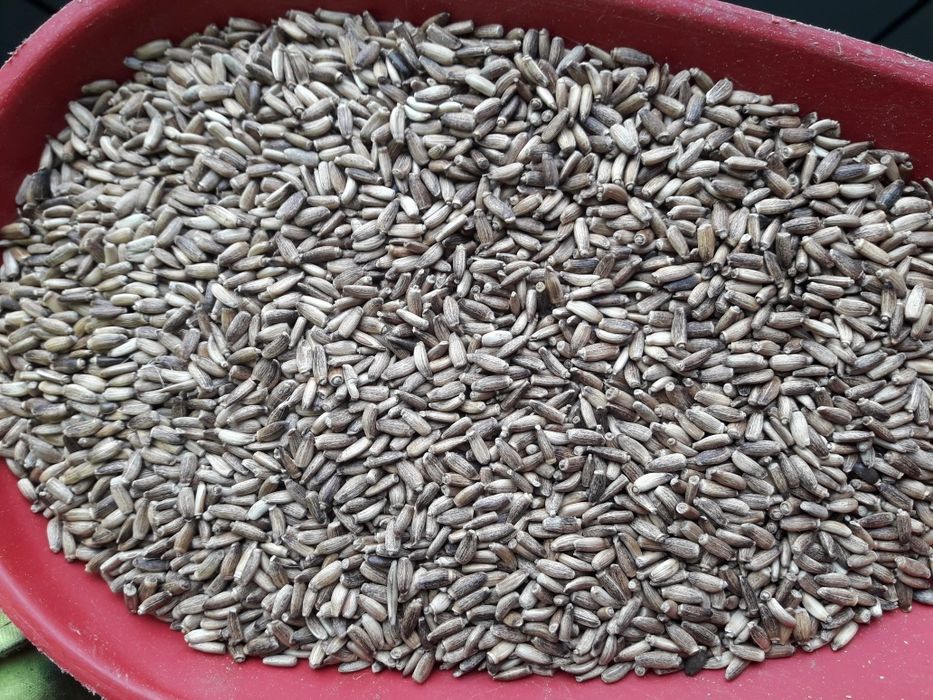 Ostropest Plamisty Oleisty na olej