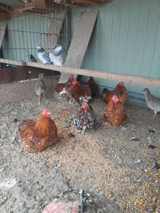 Kochiny porcelanowe koguty