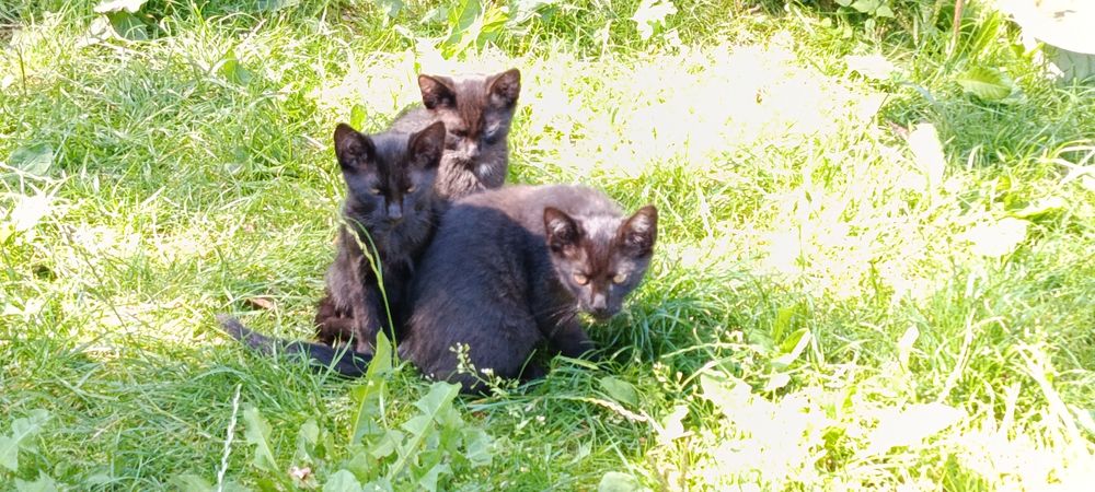 Cudowne 3  kocięta do adopcji