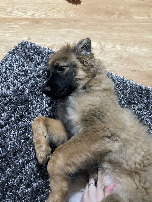 Oddam pieska w dobre ręcy