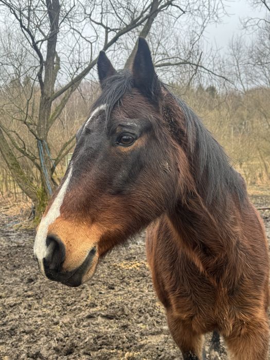 wałach AQH do dzierżawy