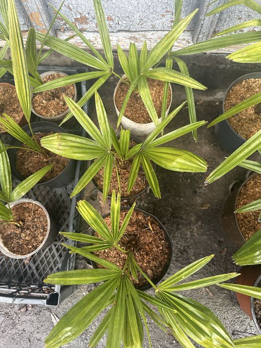 Пальма Трахикарпус