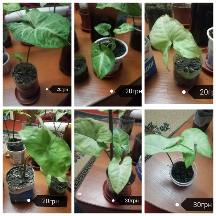 Сингоніум кімнатна рослина