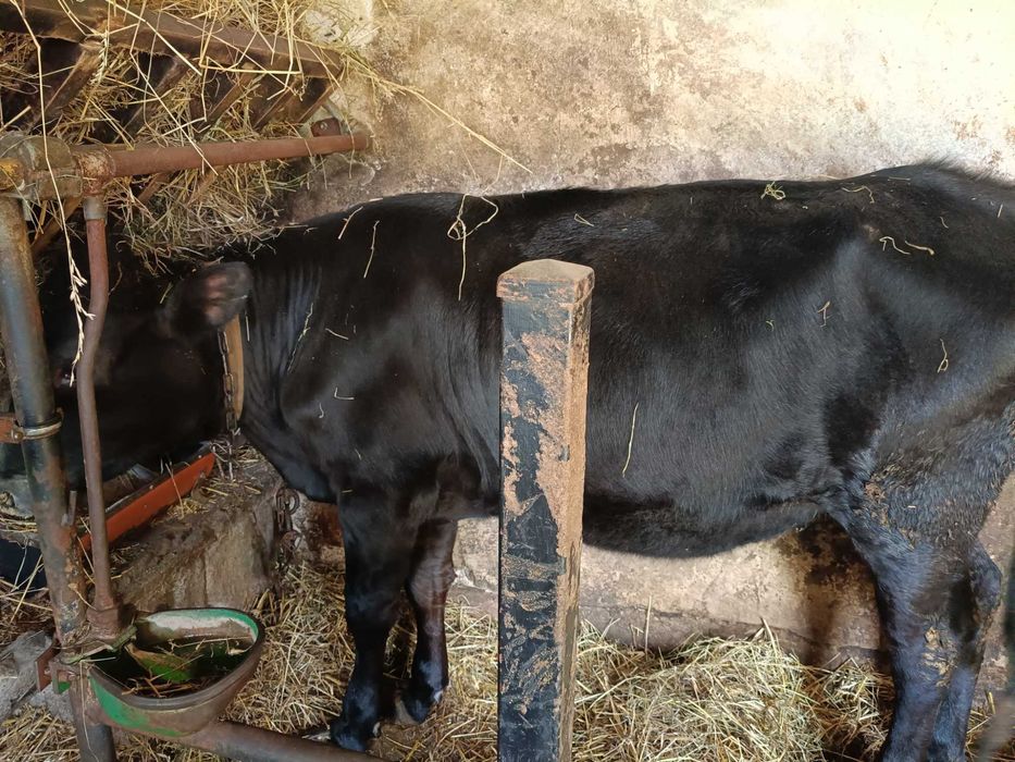 Sprzedam jałówki do dalszego chowu