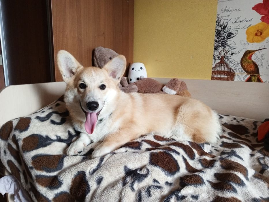 Потрібна собака ( дівчинка) в'язка