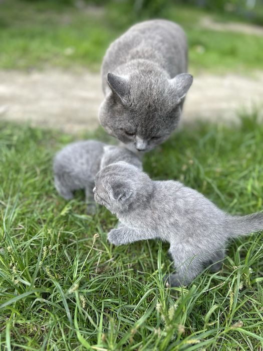 Шотландські кошенята