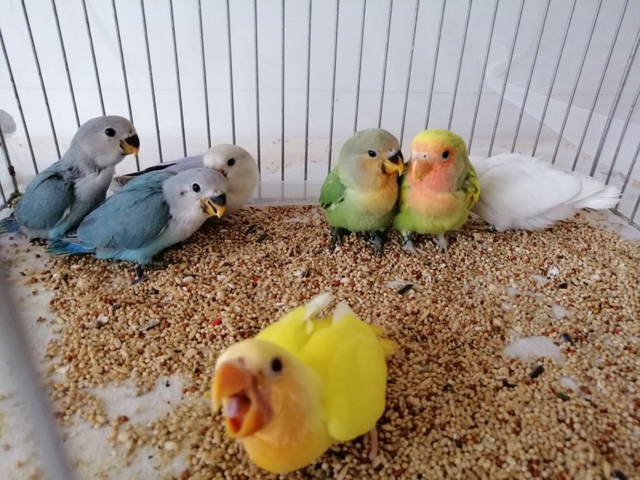 Agapornis roseicolis, criados à mão. Muito meigos.