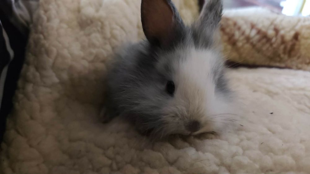 Króliczki miniaturki pilne !!!!