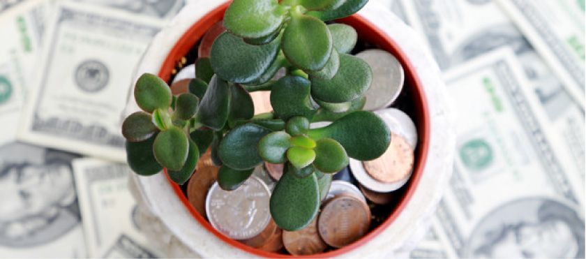 продам комнатные растения: алоэ (столетник), денежное дерево.