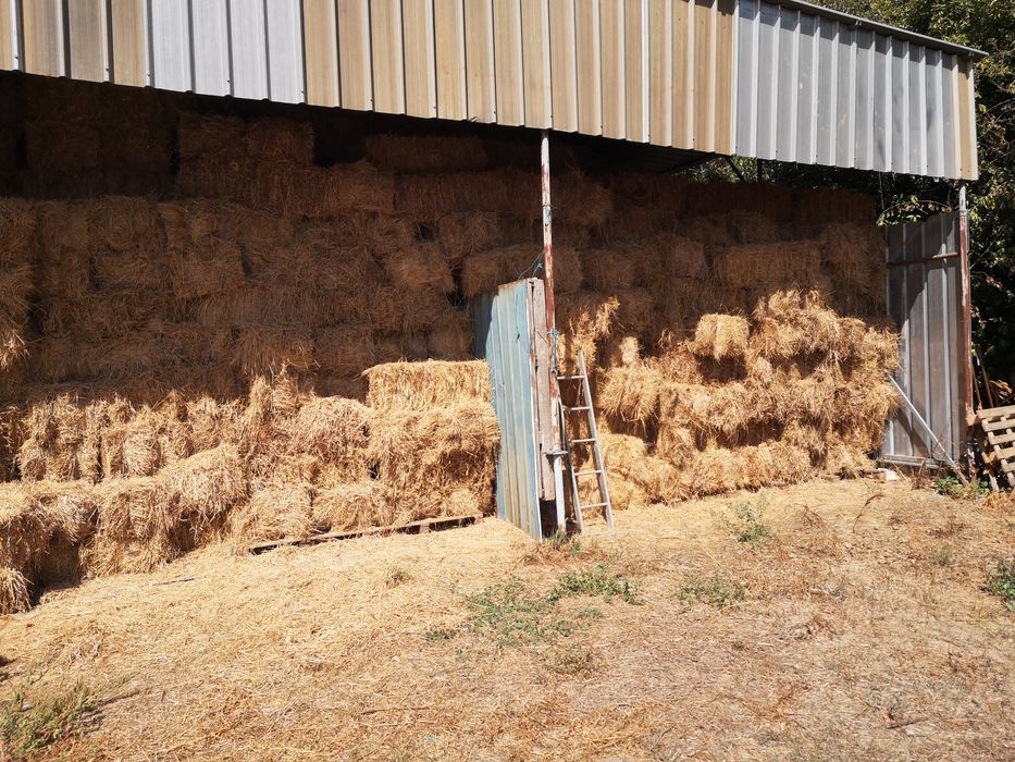 Fardos de feno excelente qualidade