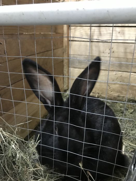 Продам кроликів.