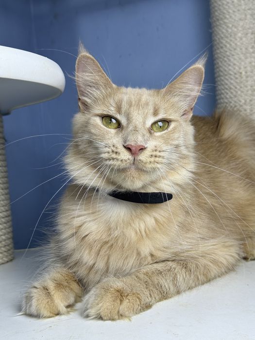 Девочка 1.5 годика с полным пакетом документов мейн кун