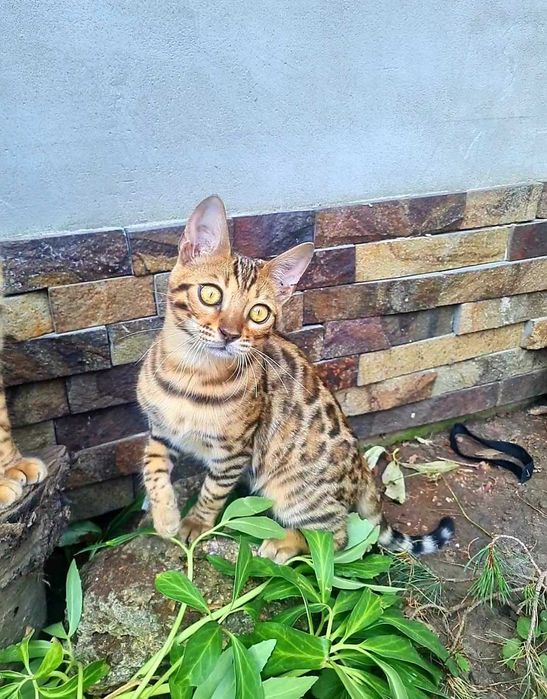 Бенгальське кошеня