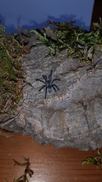 Ybyrapora diversipes l2