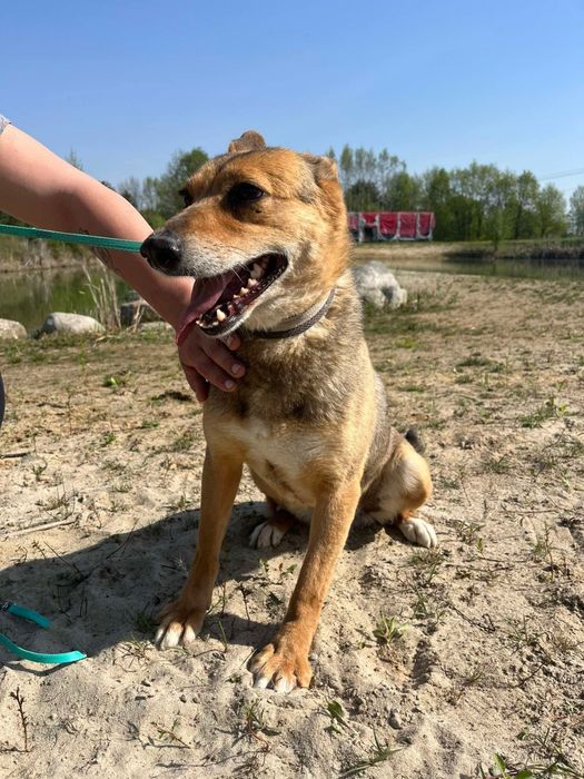 Klea już 6 lat ogląda schroniskowe ściany. Dajmy tej suni kochający dom