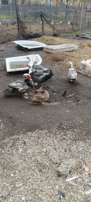 Kaczki francuskie kaczory i kaczki