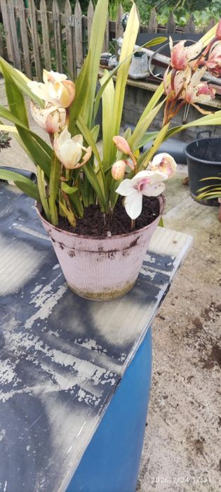 Vaso de orquídea barato