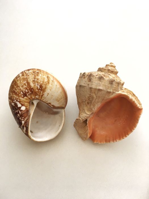 Мушлі океанічні морські  ракушки молюсків рапани