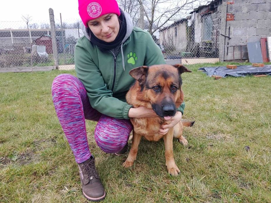 Bibi – młoda, wesoła sunia w typie owczarka do adopcji