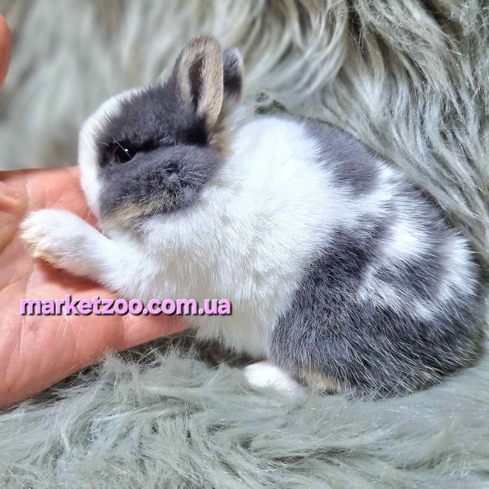Карликовий карликовый міні кролик Mini netherland rabbit дівчинка