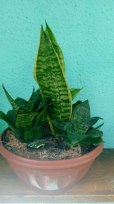 Кімнатні рослини. Сансев'єрія