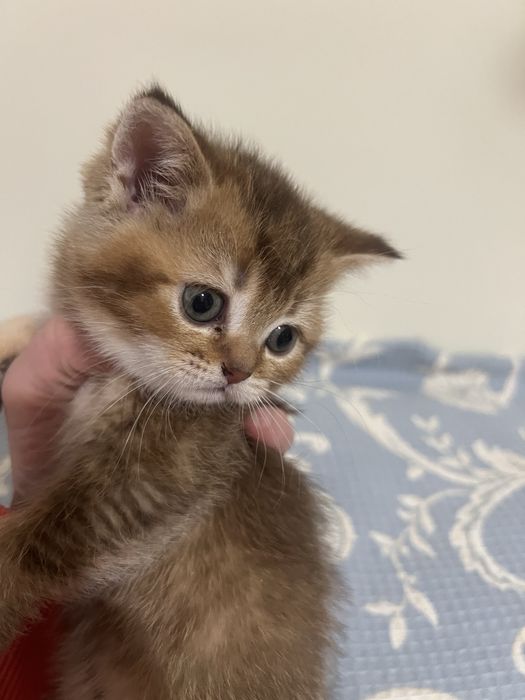 Шотландські котики кошенятя котята