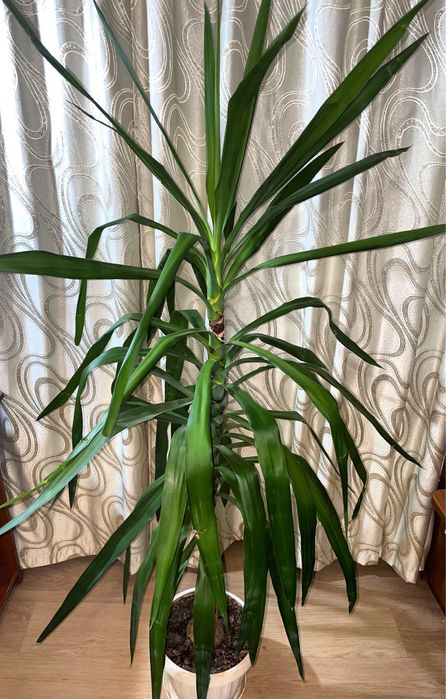 Продам Юкку ,Растение