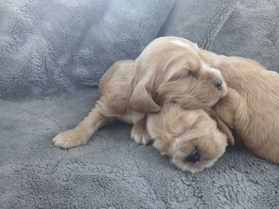 Cocker spaniel piesek