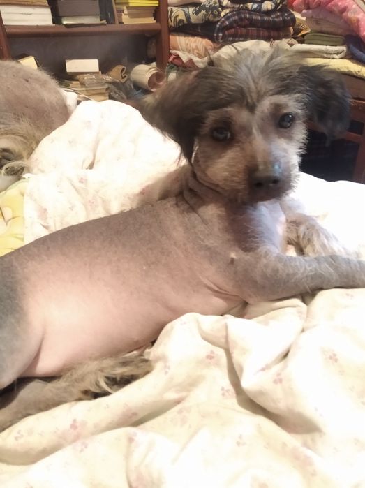 Китайская хохлатая,продам.