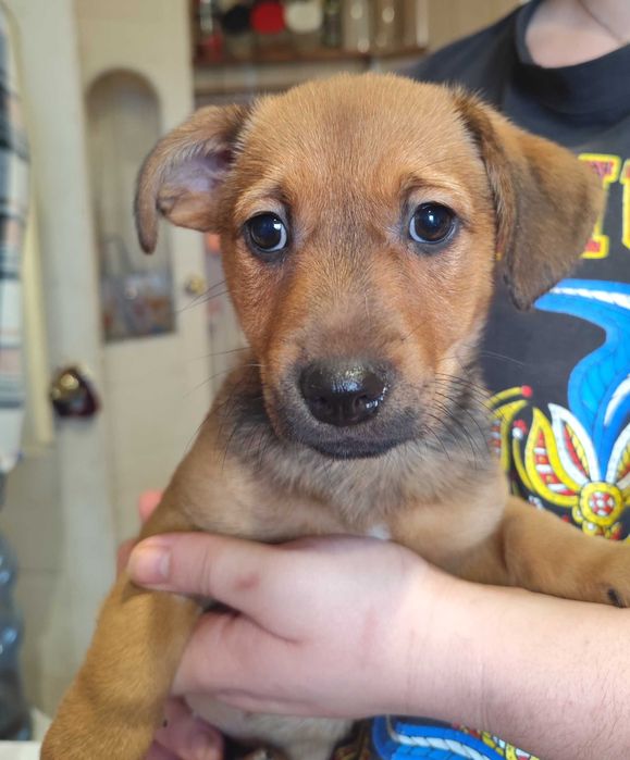 Джек Рассел терьер метис