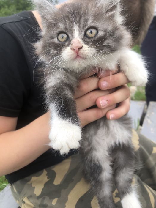 Кошенята/ котики вірні друзі 6 тижнів