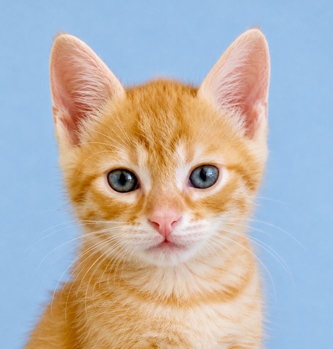 Солнечный рыжий котенок  2 мес котик рудий кошеня руде котята