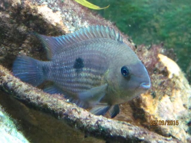 akara Czarna Acara duża ladna zdrowa ok 12 cm