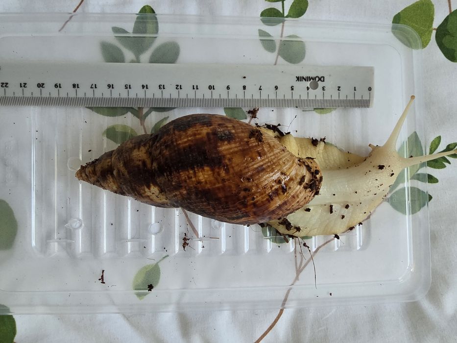 Ślimak afrykański reticulata