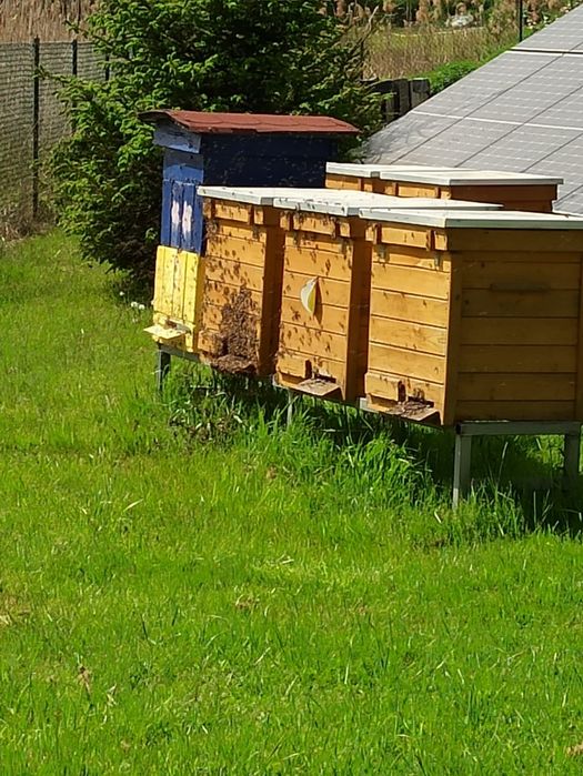 Ule warszawskie 15x15