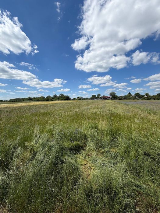 Продам земельну ділянку під забудову в с.Сінгури - Вид 4