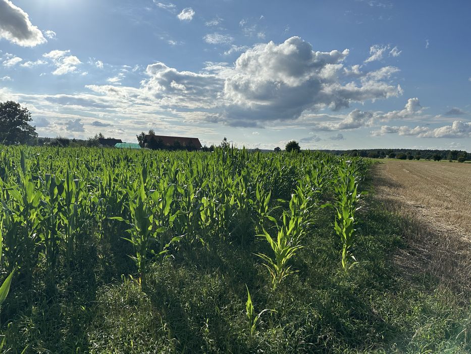 Działki budowlane na sprzedaż Świniary Borowna - View 3