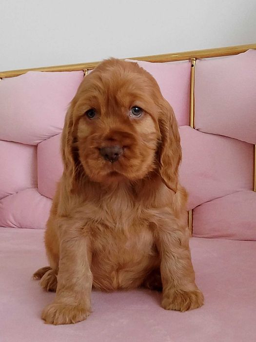 cocker  spaniel angielski tylko jeden jeden sunia