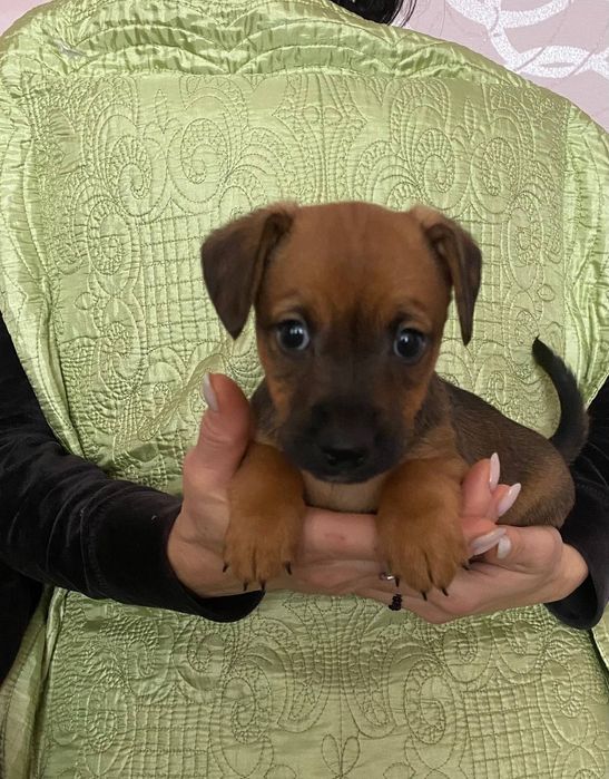 Щенки в хорошие руки. Мама породы Джек Рассел.