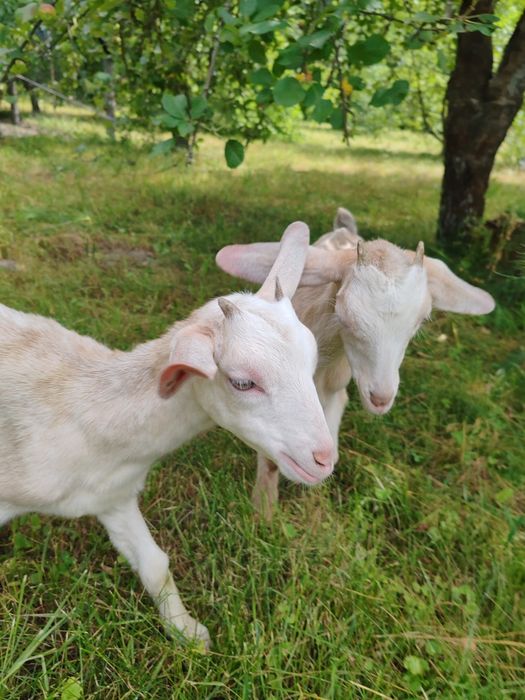 Продам дві кізоньки.Ціна договірна