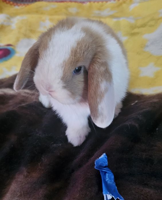 Coelhos anões Raças puras vacinados